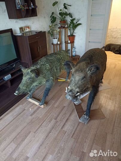 Чучело кобанов