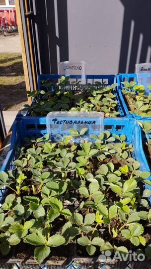 Саженцы садовой земляники