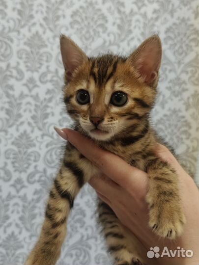 Бенгальские котята