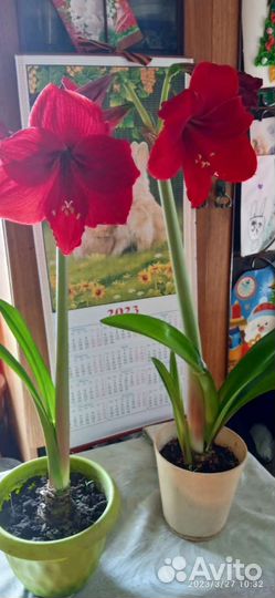 Гиппиаструм