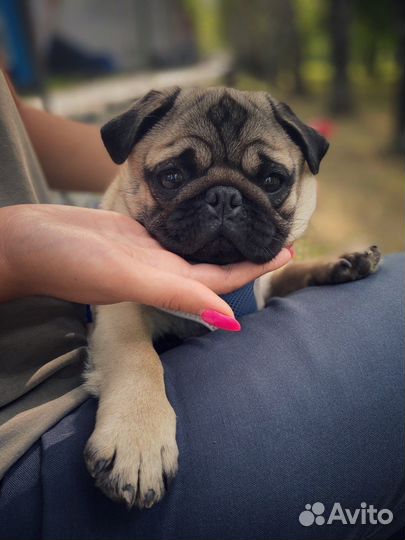 Вязка, мопс, кобель