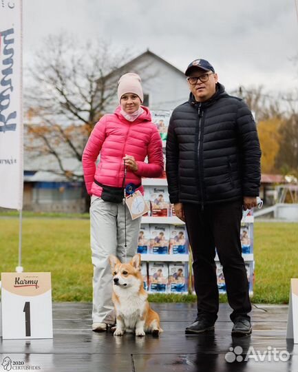 Вельш-корги вязка