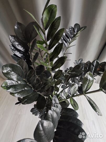 Замиокулькас черный Raven