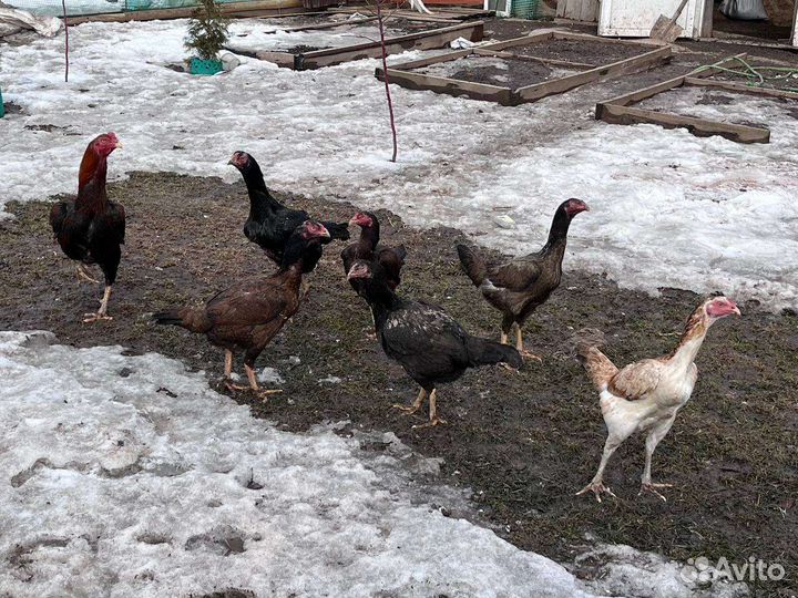 Куры и петухи