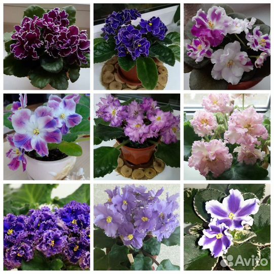 Сортовые фиалки