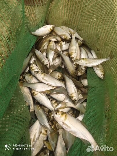 Сазан карп амур толстолобик малек