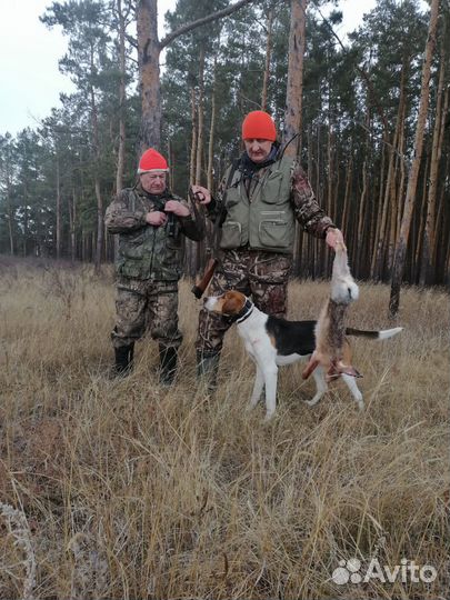 Русская пегая гончая