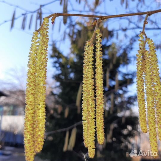 Саженцы фундука