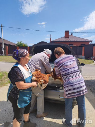 Молодые курочки Радониты