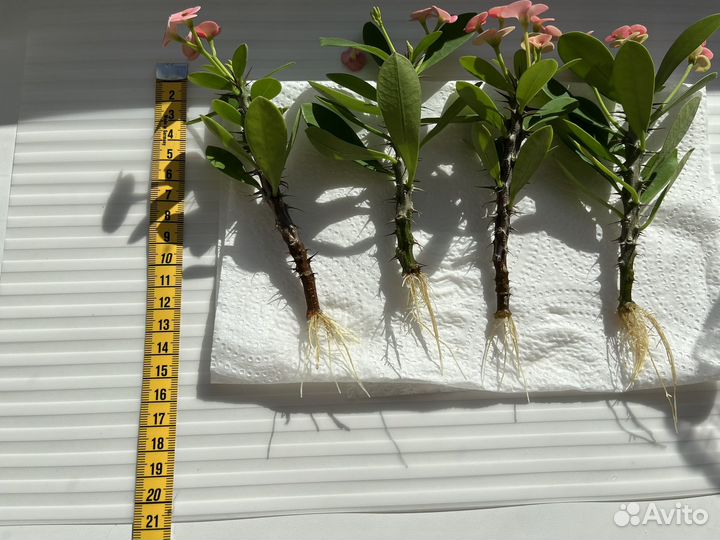 Молочай Миля розовый (эуфорбия)