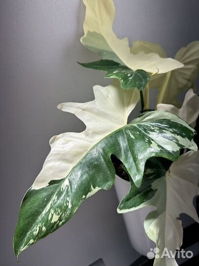 Филодендрон дракон вариегатный