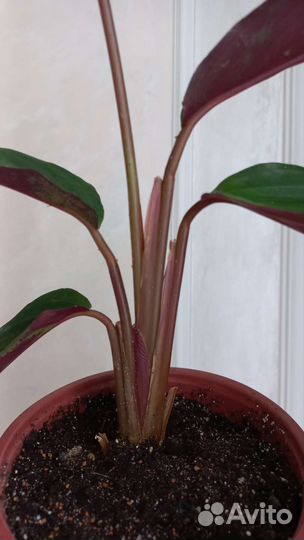 Строманта Марун