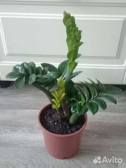 Замиокулькас Зензи