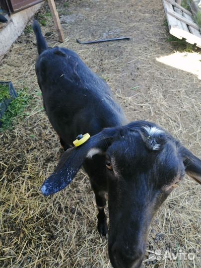 Козочки молодые