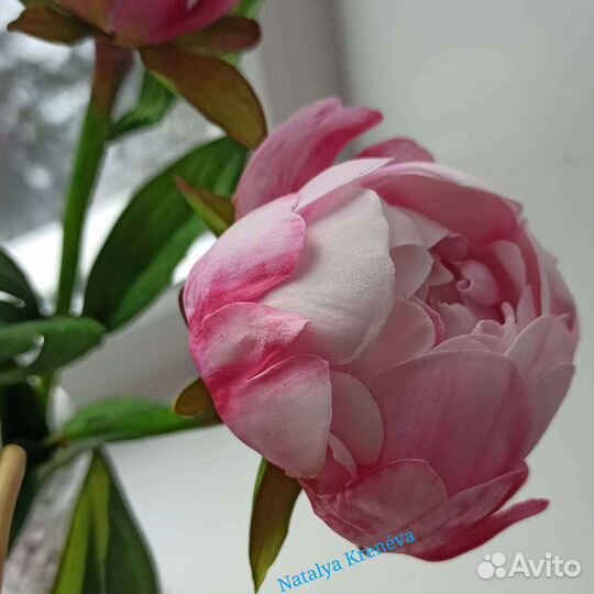 Пионы букет