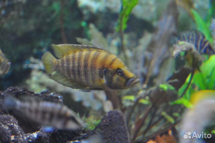 Цихлиды Танганьики