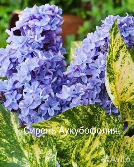 Гортензия Конфетти