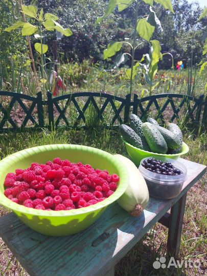 Саженцы малины