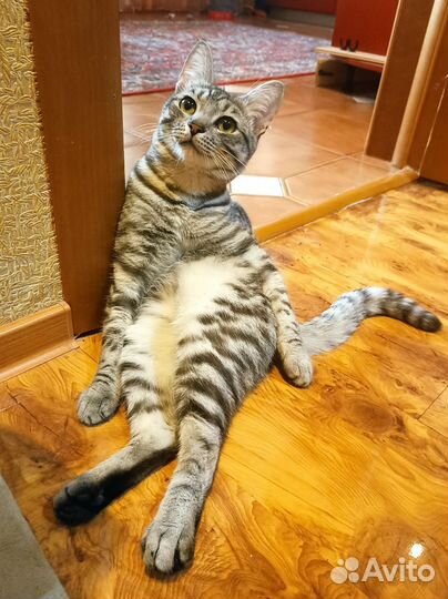 Отдам кота в добрые руки