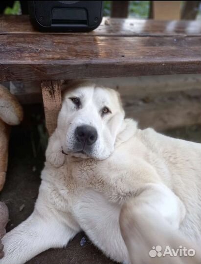 Вычес (шерсть, пух) белого алабая