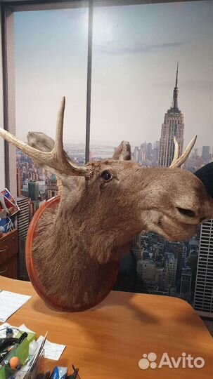 Чучело головы лося