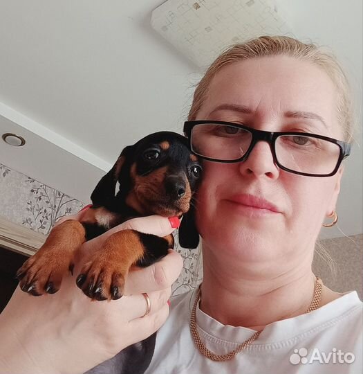 Такса щенки