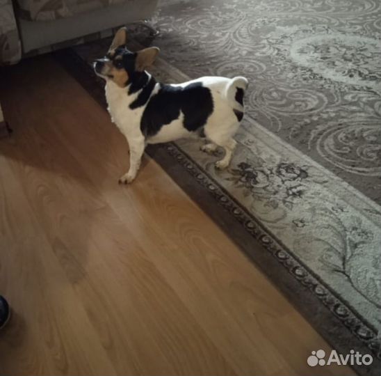 Собака