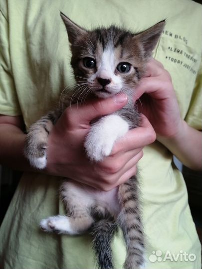 Котята в дар