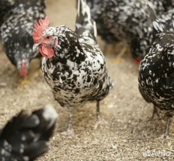 Петухи породистые