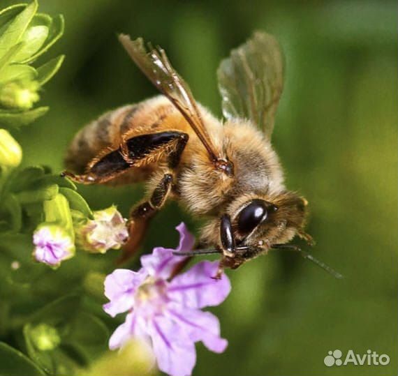 Продам пчел