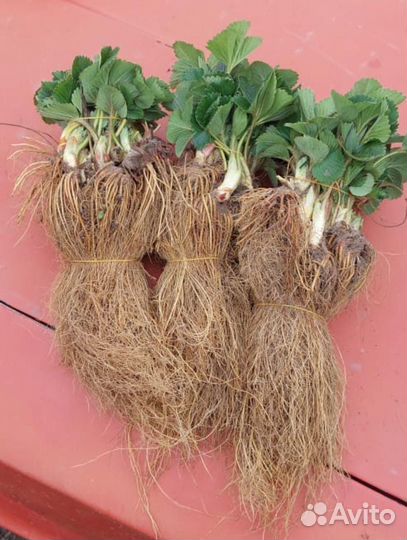 Саженцы клубники