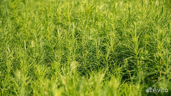 Сеянцы хвойных культур