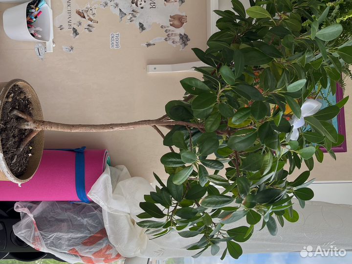 Фикус мокламе