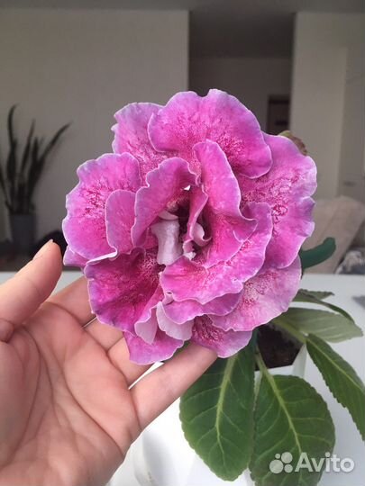 Глоксиния махровая