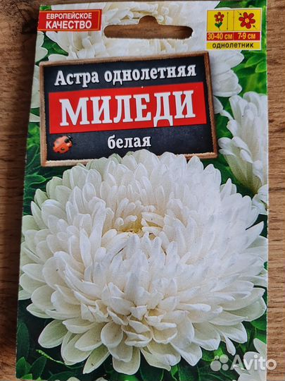 Рассада цветы астра