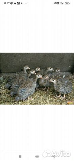 Цыплята бройлеры кобб 500,цесарка, перепела