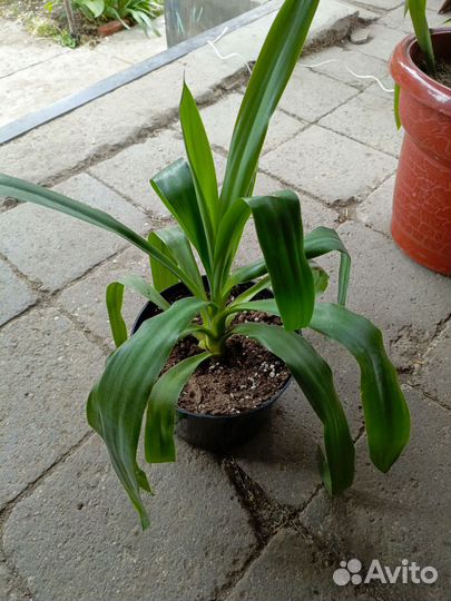 Пальма Юкка комнатная