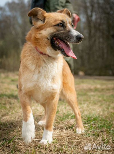 Рыжее счастье из приюта