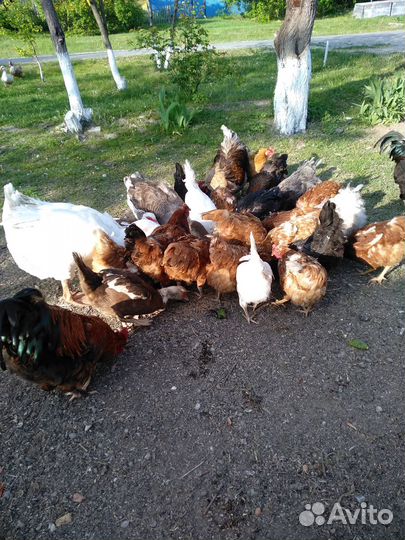 Инкубационное яйцо