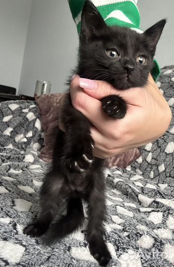 Котенок в добрые ручки