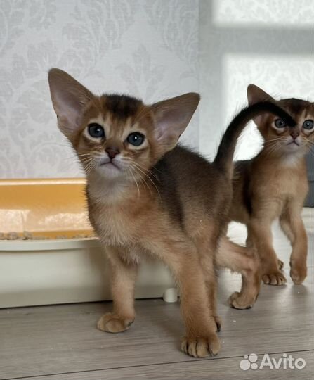 Абиссинские котята