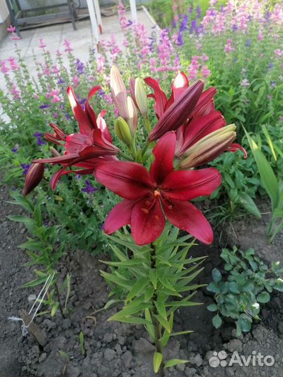 Лилия садовые