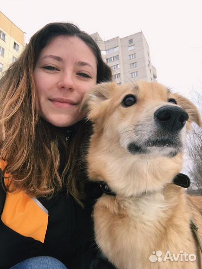 Кинолог. Дрессировка собак в Воронеже