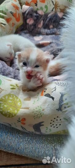 Котики в добрые руки