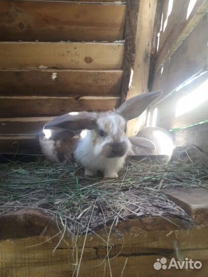 Кролики мясных пород