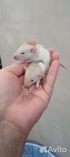 Крысята крысы дамбо