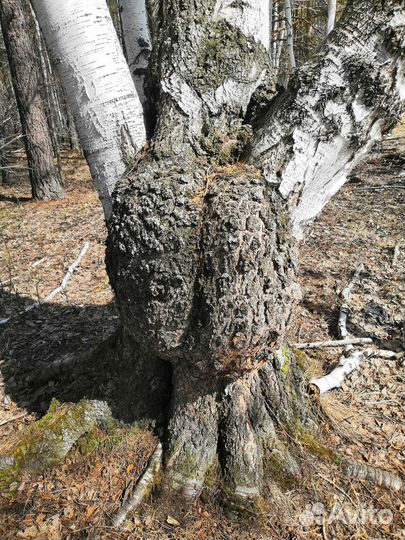 Кап берёзовый