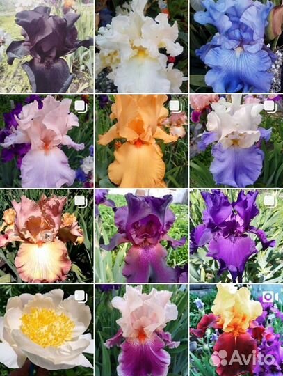 Многолетники, однолетники