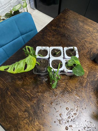 Монстера манки,дифенбахия,хлорофитум и др