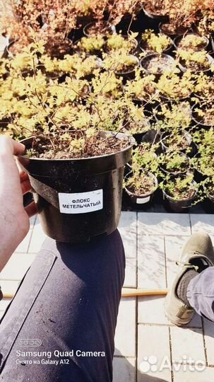 Цветы многолетние почвопокровные